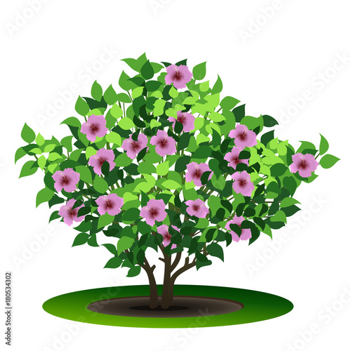 bush hibiscus with green leaves and flowers