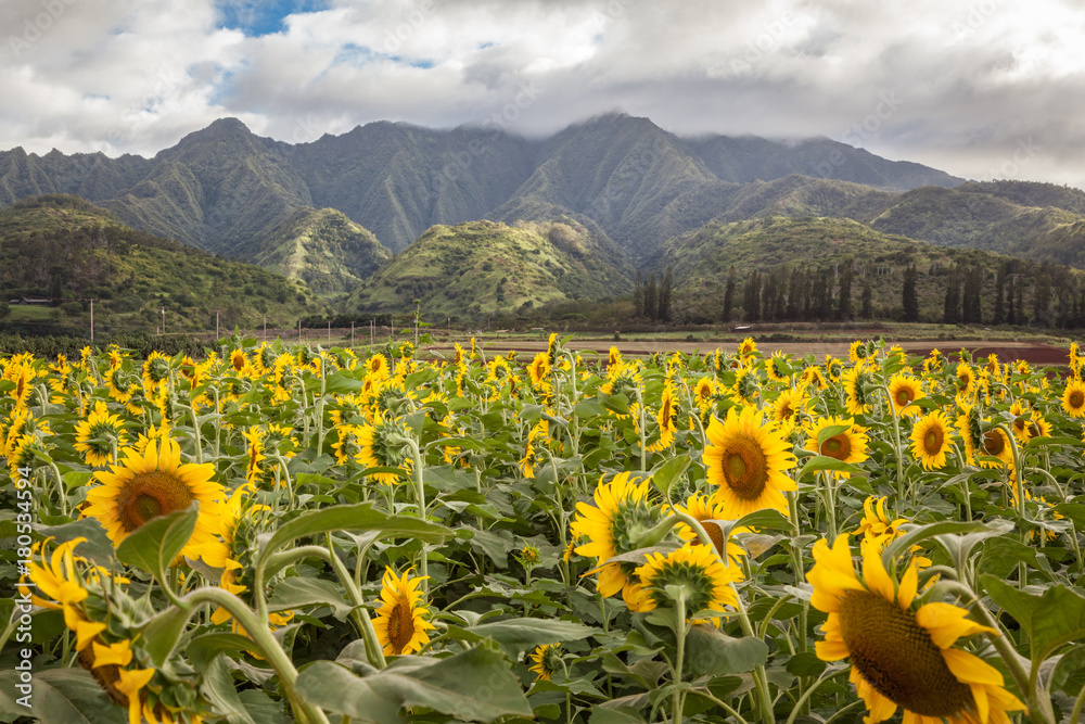 Fototapeta premium Sunflower Field Hawaii / Sunflower field and agriculture landscape and flower closeup in Oahu, Hawaii, USA.