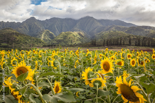 Sunflower Field Hawaii / Sunflower field and agriculture  landscape and flower closeup in Oahu, Hawaii, USA. photo