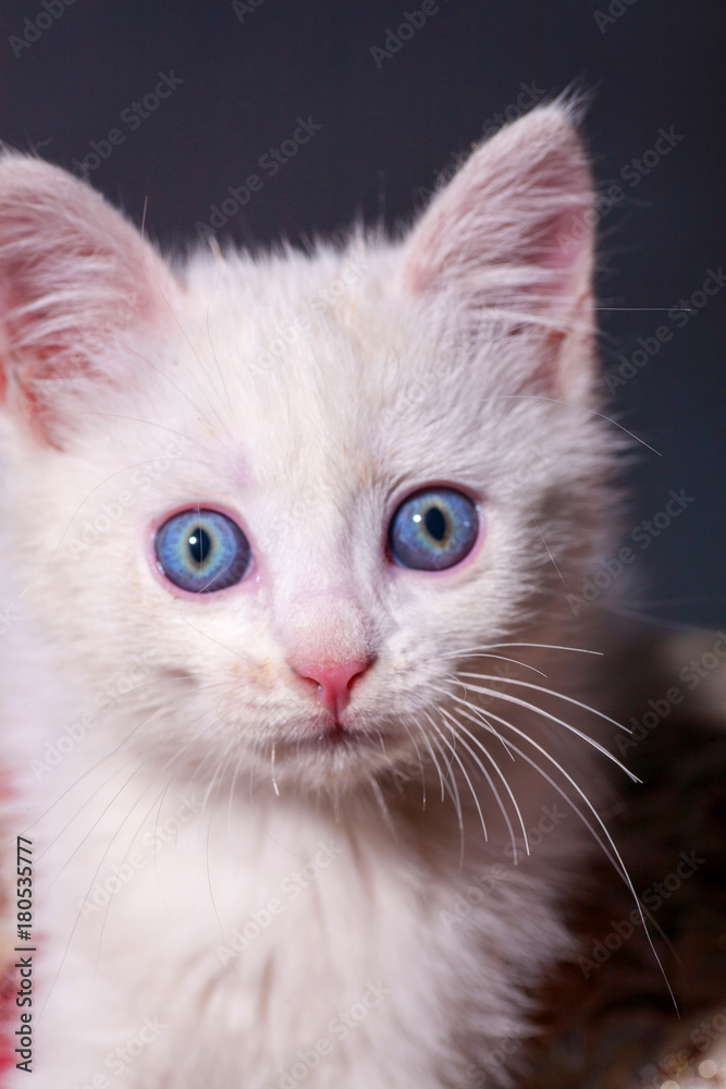 White kitten small handsome fluffy warm and soft symbol of the year cat, warmth and home comfort. Home pet