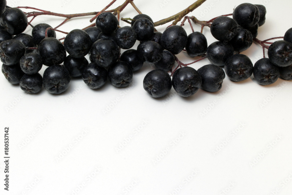 Bunch of black chokeberry on white background Bunch of black chokeberry on white background