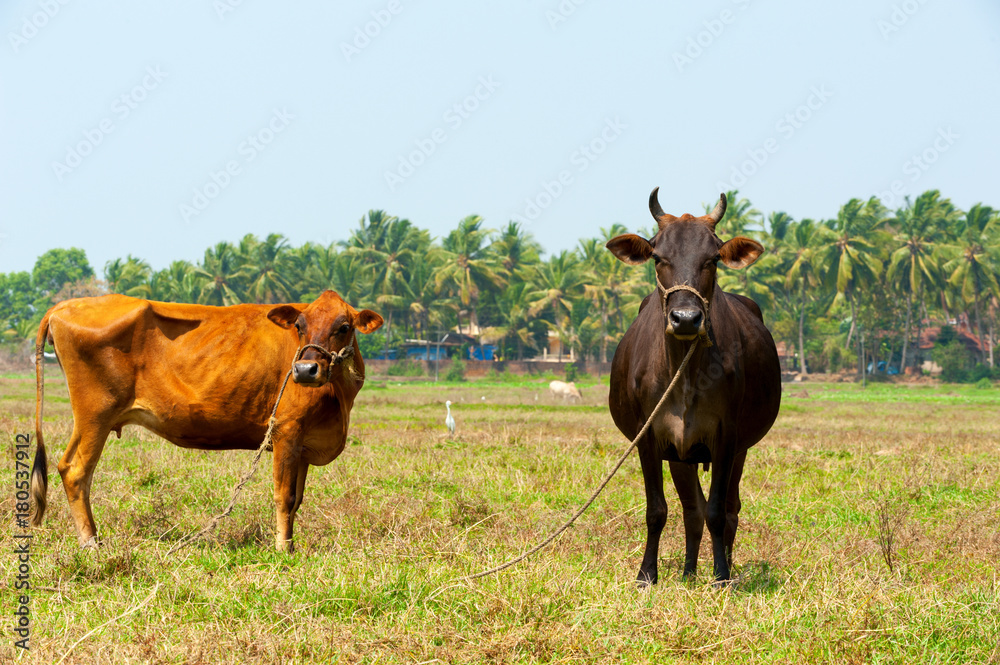 Cows in Goa.. Cows in Goa..