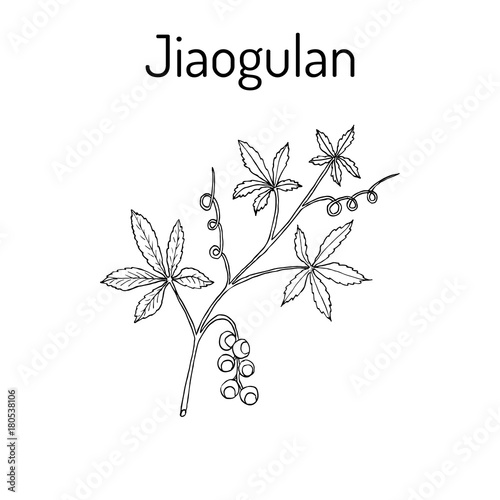 Jiaogulan Gynostemma pentaphyllum , medicinal plant.