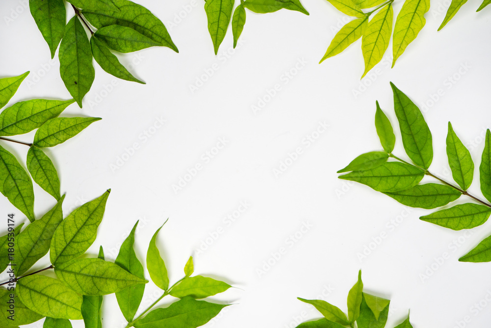 Leaves nature top view, Flat Lay background