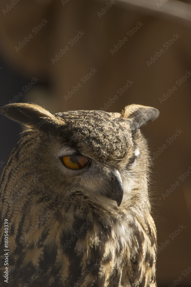 Fototapeta premium buho parpado