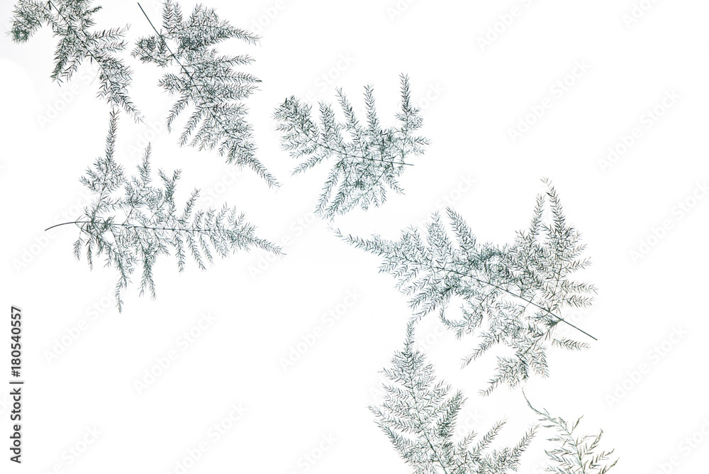 silver leaves on white background