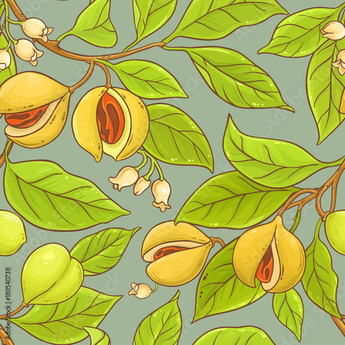 nutmeg vector pattern