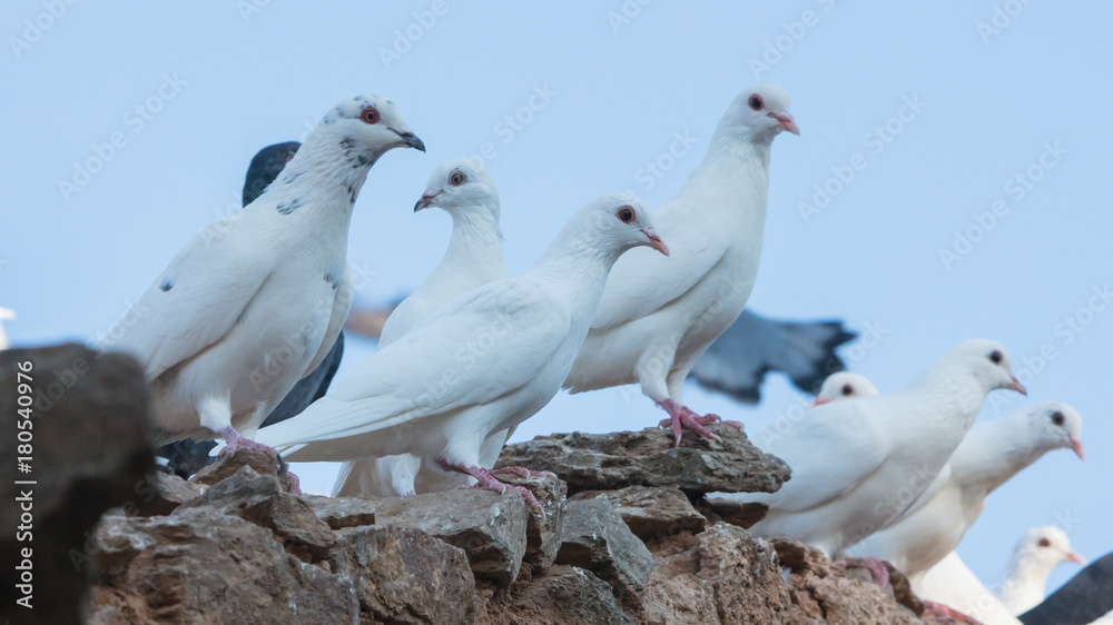 White pigeons in Greece