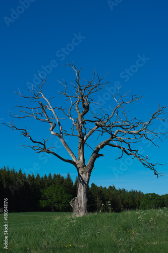 A lonely dead tree in the foreground but with beautiful structure. Tree line and green fields under a clear blue sky.               