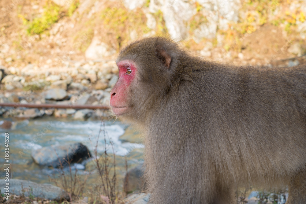 Obraz premium 地獄谷野猿公苑のスノーモンキー（ニホンザル）