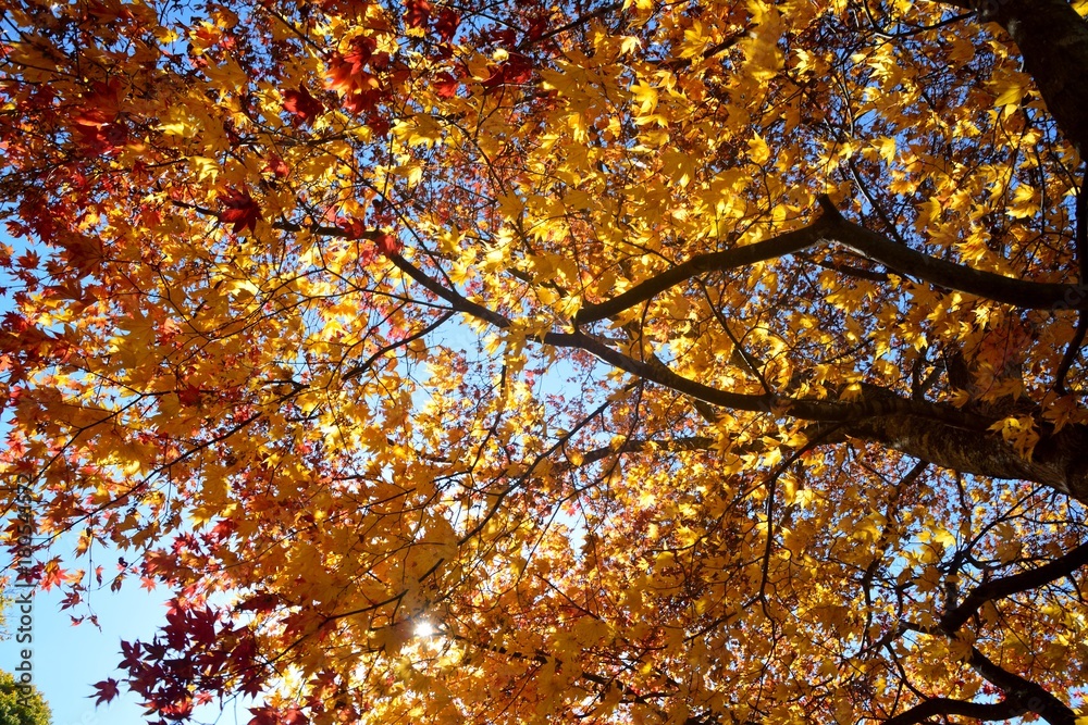 楓の紅葉 楓の紅葉