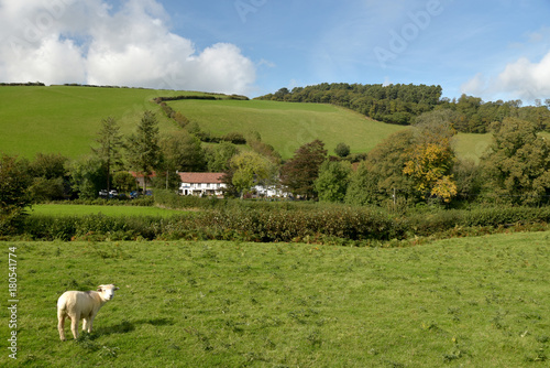 Sheep in field, Doone Valley, Exmoor, North Devon photo