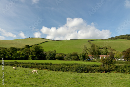 Sheep in field, Doone Valley, Exmoor, North Devon photo