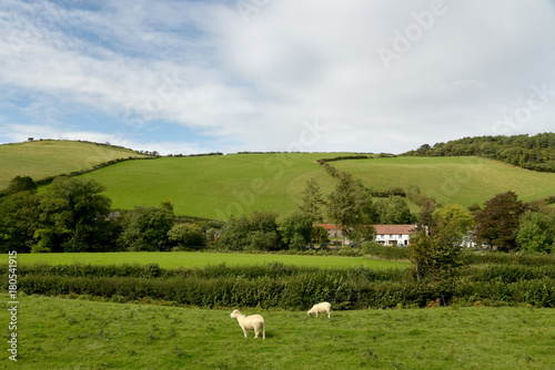 Sheep in field, Doone Valley, Exmoor, North Devon photo