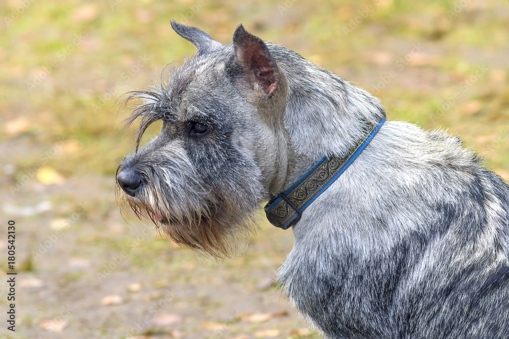 dog of terrier Close-up