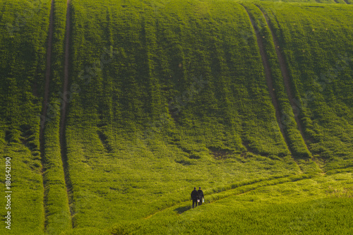 spring  green field-panorama