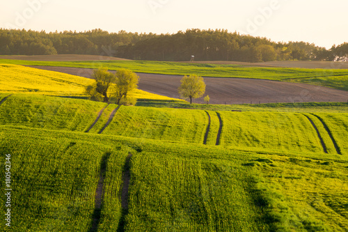 spring, green field-panorama