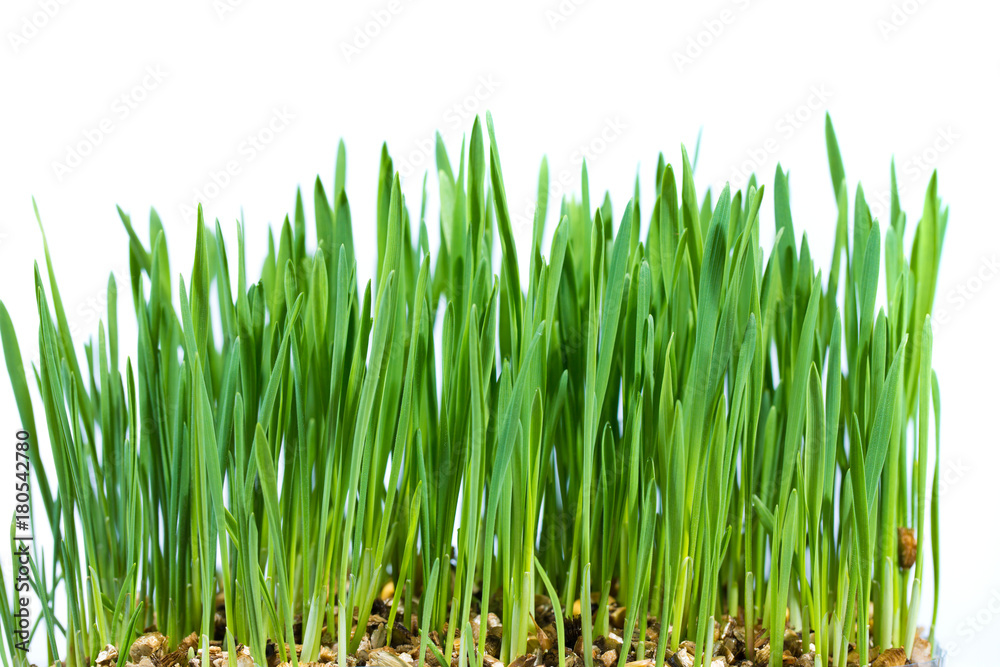 Fototapeta premium green grass on white background