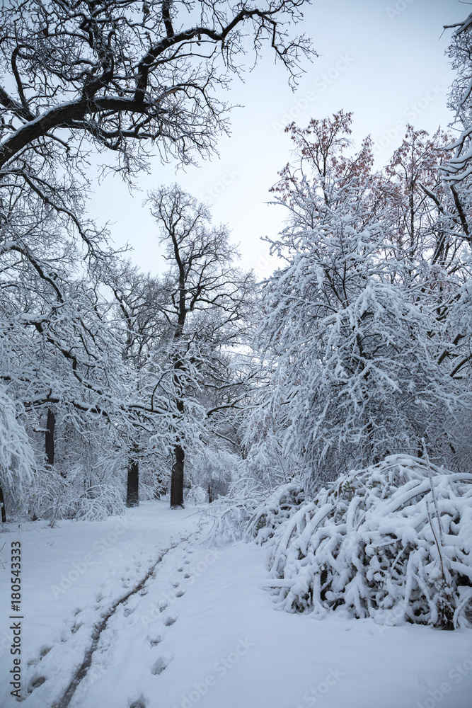 Fototapeta premium Wet footprints in the trail