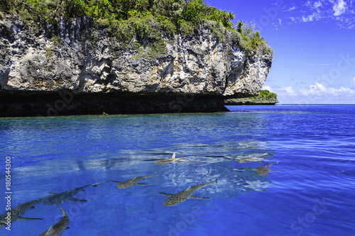 Shark in Ouvéa New Caledonia photo