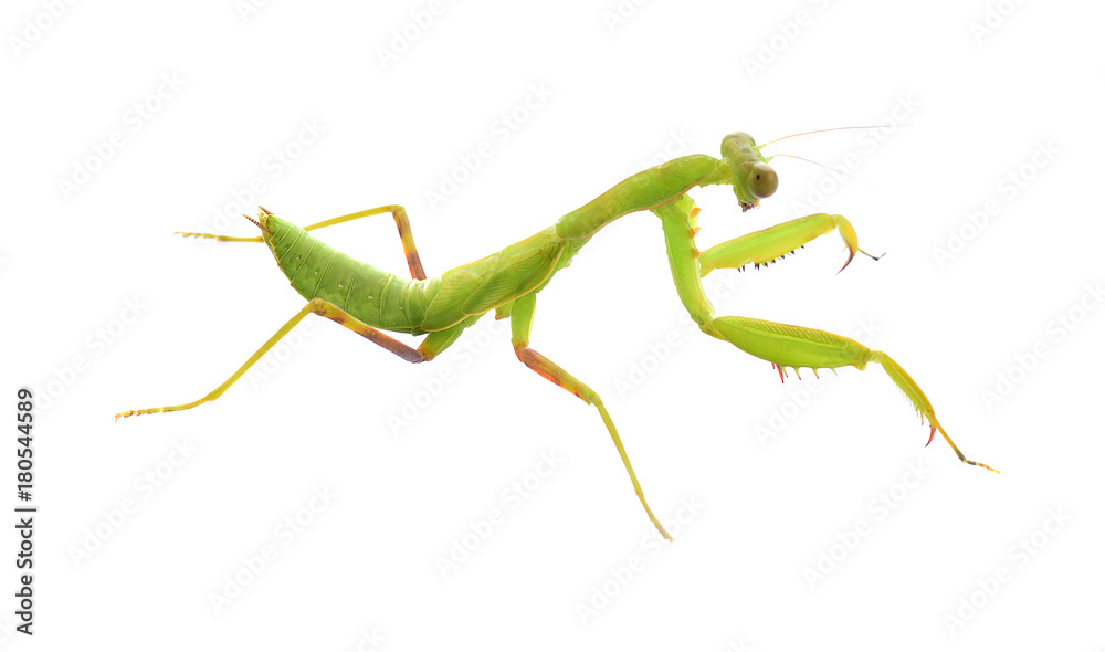 Mantis isolated on white background. Mantis isolated on white background.