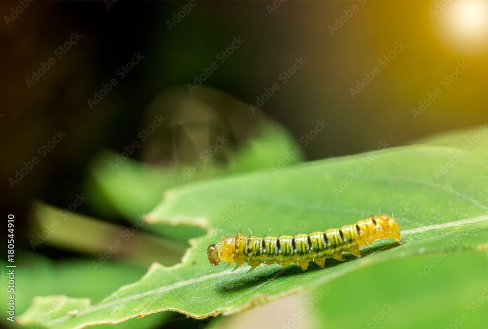 yellow and green caterpillar on green leaf with flare
