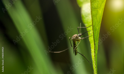 aedes mosquito insect on leaf, Contagionof dengue