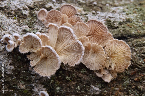 Schizophyllum commune