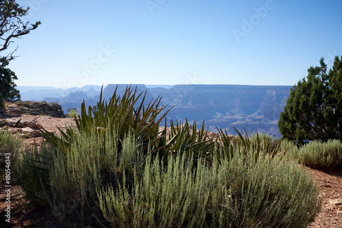 Plant growing at Grand Canyon