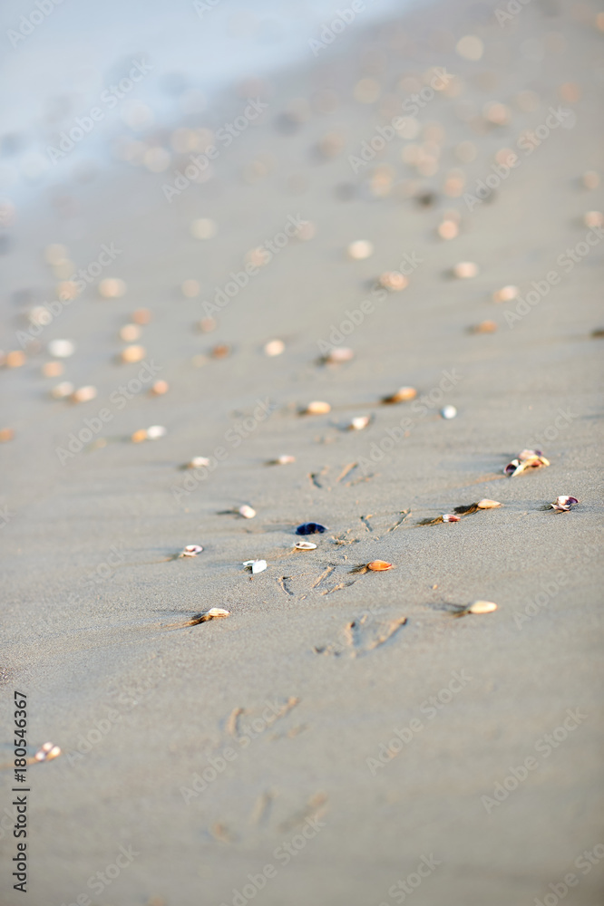 Bird footprints on a beach with seashells Bird footprints on a beach with seashells