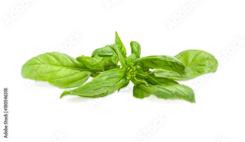 Twig of green basil on a white background closeup