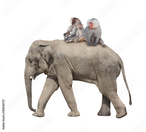 Canvas Print Three monkey hamadry are riding on the back of an elephant