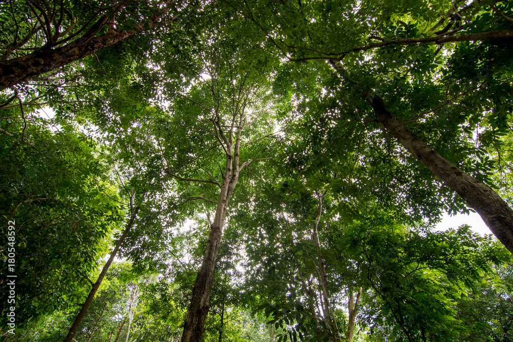 Obraz premium forest