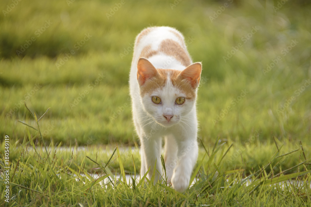 Cat walking on green grass when sunset Cat walking on green grass when sunset