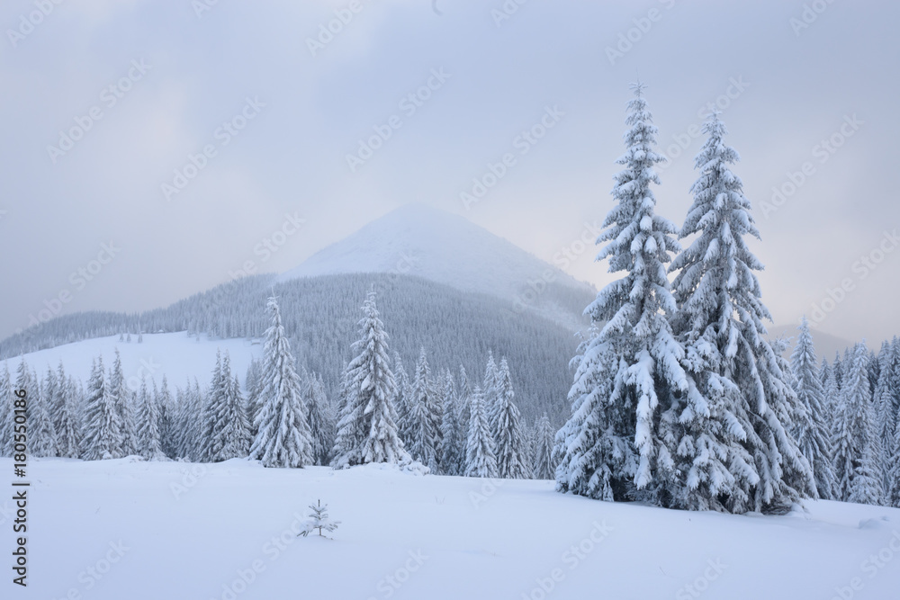 Fototapeta premium Fantastic winter landscape
