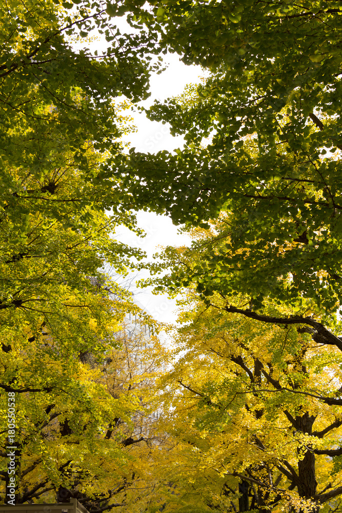 Yokoamicho Park in autumun / Yokoamicho Park is a Tokyo metropolitan park in Yokoami, Sumida-ku, Tokyo Japn.