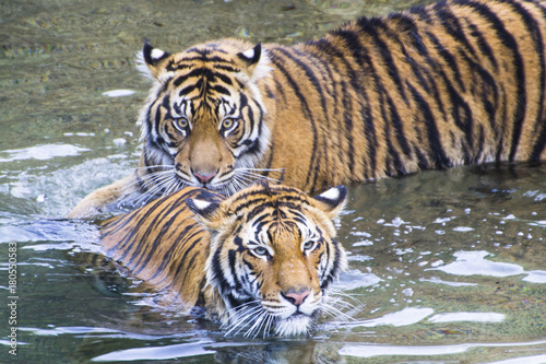 Two Tigers in the Water