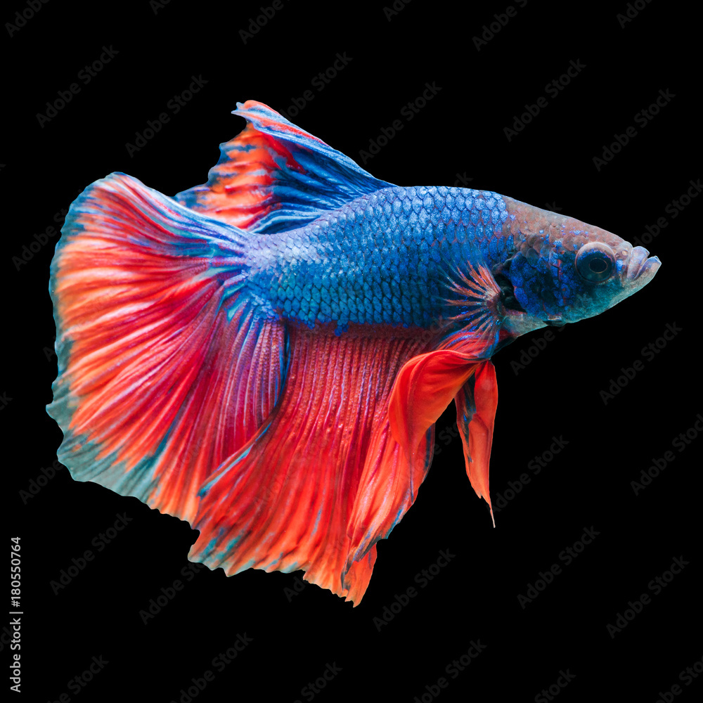 Fototapeta premium fighting fish,betta fish isolated background.