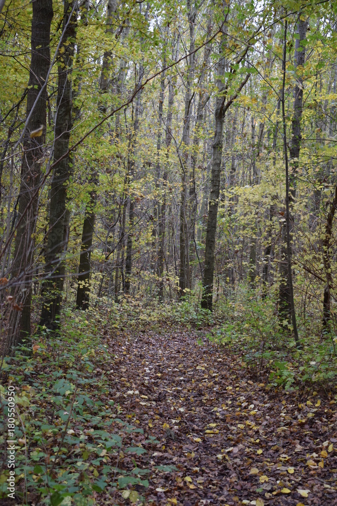 Fototapeta premium Forest