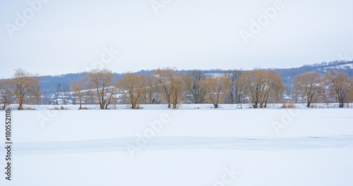 Photo of willow trees behind the frozen lake in the winter