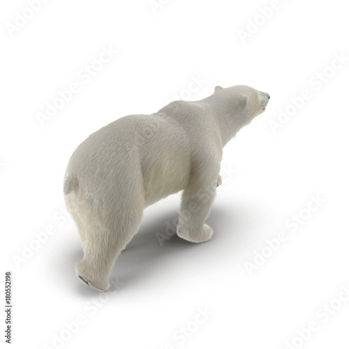 Large male Polar bear walking on a white. 3D illustration