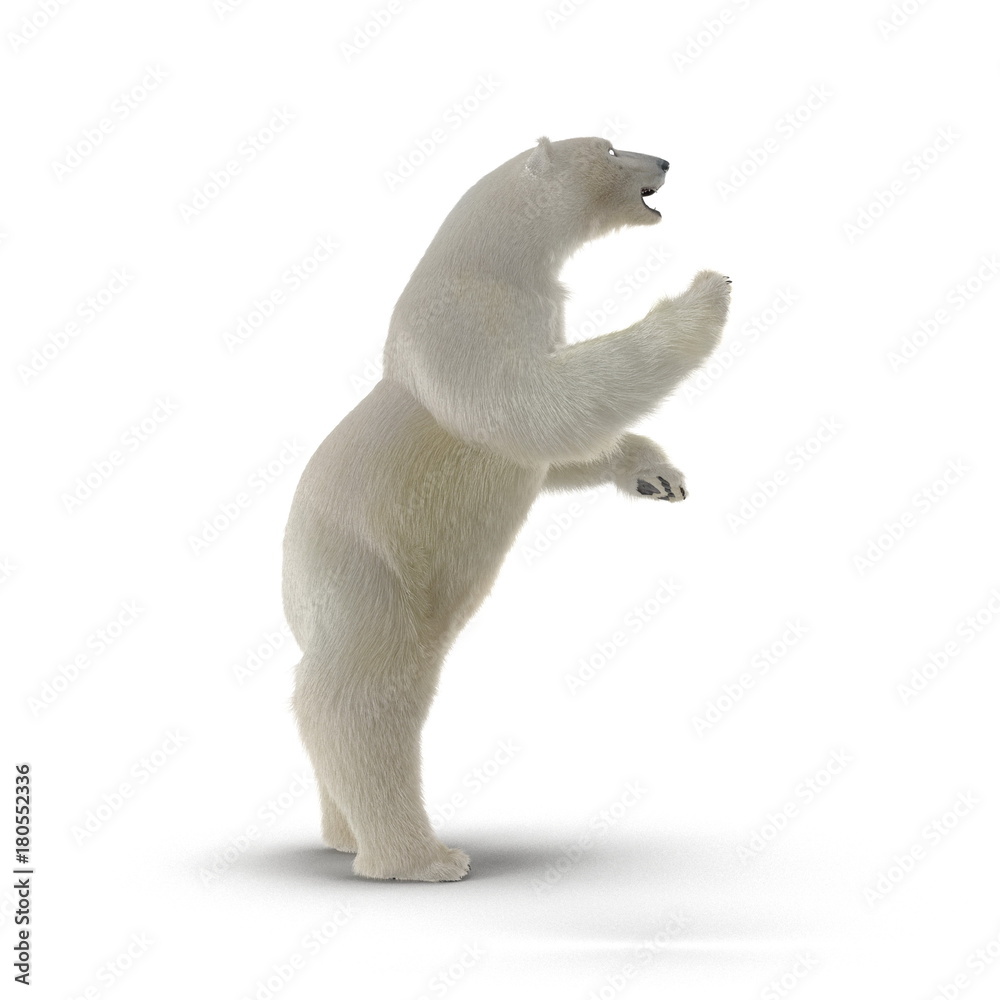Large male Polar Bear Standing Pose on a white. Side view. 3D