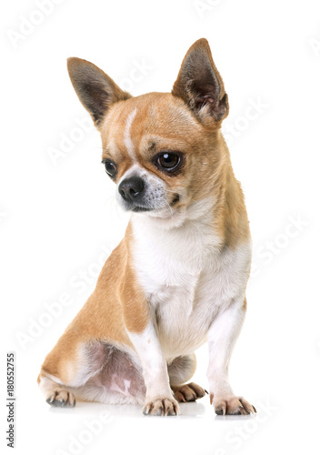 young chihuahua in studio