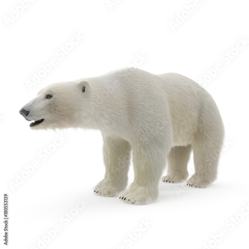 Large male Polar Bear on a white. 3D illustration