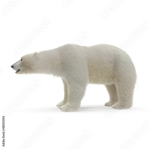 Large male Polar Bear on a white. 3D illustration