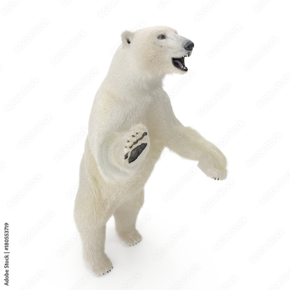 Large male White Bear Standing Pose on a white. 3D illustration