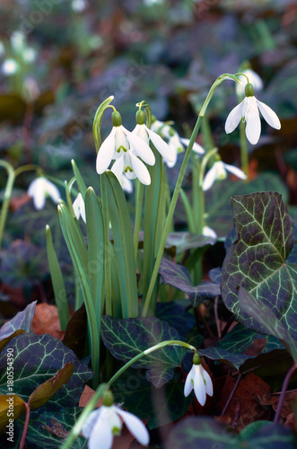 Fototapeta Naklejka Na Ścianę i Meble -  snowdrop on forest ground in spring