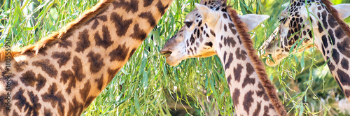 Canvas Print Giraffes wating tree leaves