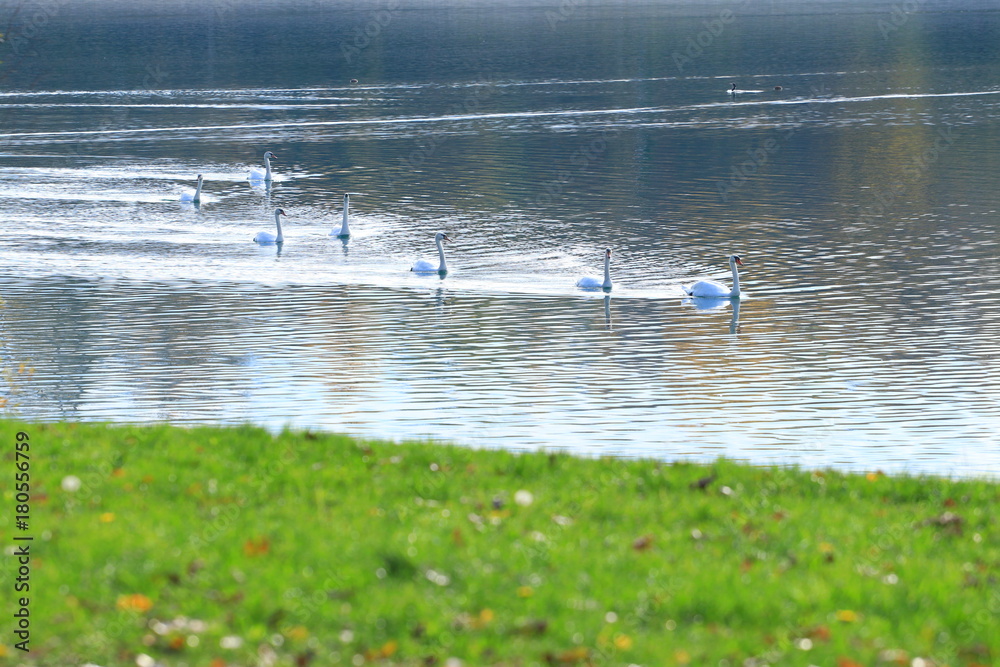 Swans on the lake Swans on the lake