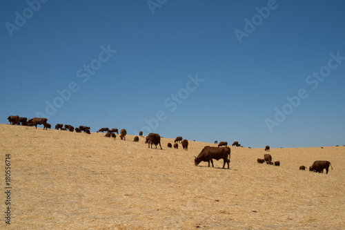 Cows graizing field with blue sky